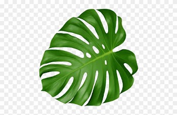 Swiss Cheese Plant Leaf