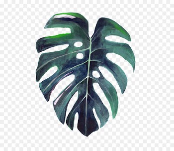 Swiss cheese plant Leaf Botany Botanical illustration - Watercolor leaves 
