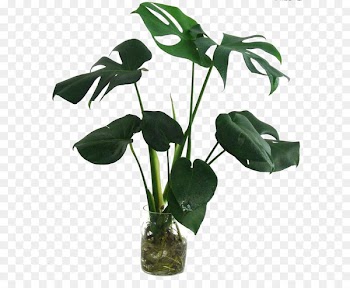 Swiss cheese plant Leaf Houseplant Bamboo - Beautiful plants 