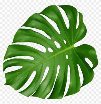 Swiss Cheese Plant Leaf Houseplant Plant Leaves - Swiss Cheese Plant Leaf