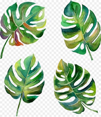 Swiss cheese plant Leaf Tropics Philodendron - Vector Hand-painted banana leaves 