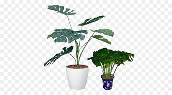 Swiss cheese plant Light Houseplant Photocatalysis - Small potted plants 