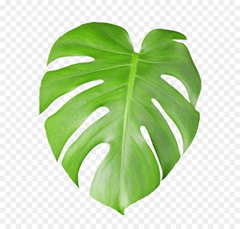 Swiss cheese plant Stock photography Leaf - Tropical plant leaves 