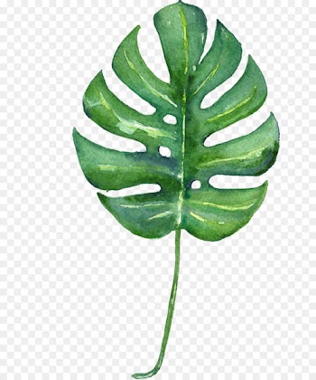 Swiss cheese plant Tropics Leaf Watercolor painting Printmaking - tropical leaf 