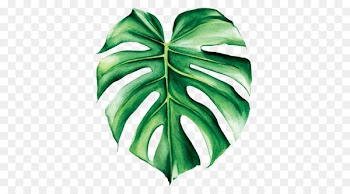 Swiss cheese plant Watercolor painting Leaf Tropics - banana leaves 