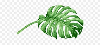 Swiss Cheese Plant Watercolor Painting Royalty-free - 18x18 Pillow Cover Comfortable Cotton Leaf