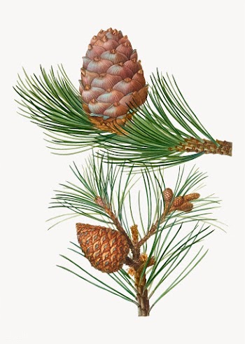 Swiss pine tree | Free stock vector - 569062