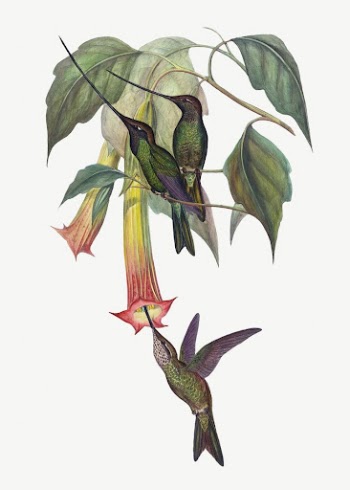 Sword-billed Hummingbird bird, vintage animal | Free PSD Illustration - rawpixel