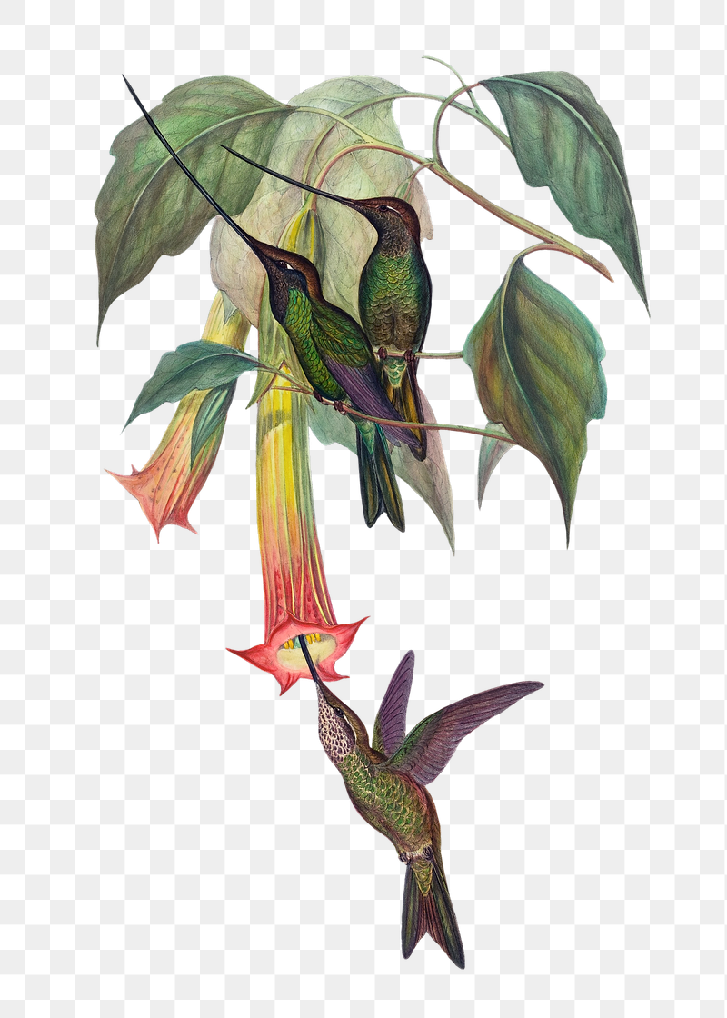 Sword-billed Hummingbird png bird sticker, | Free PNG Illustration - rawpixel