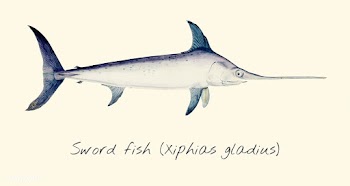 Sword fish | Free stock vector - 47238