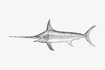 Swordfish, animal clipart vector. Free | Free Vector Illustration - rawpixel