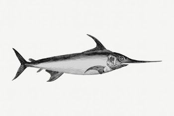 Swordfish animal collage element, vintage | Free PSD - rawpixel