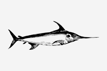 Swordfish animal hand drawn illustration. | Free Photo - rawpixel