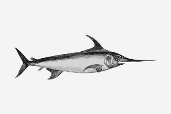 Swordfish animal hand drawn illustration. | Free Photo - rawpixel