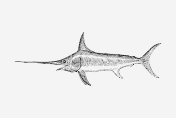 Swordfish clipart, vintage animal illustration. | Free Photo Illustration - rawpixel