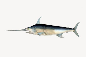 Swordfish clipart, vintage sea animal | Free Vector - rawpixel