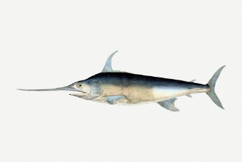 Swordfish collage element, sea animal | Free PSD - rawpixel