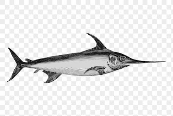 Swordfish drawing png, animal sticker | Free PNG - rawpixel