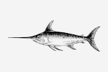 Swordfish drawing, vintage sea animal | Free Photo - rawpixel
