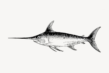 Swordfish drawing, vintage sea animal | Free Vector - rawpixel