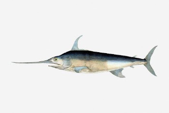 Swordfish drawing, vintage sea life | Free Photo - rawpixel