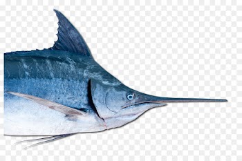 Swordfish Marlin Oily fish Barracuda - fish 
