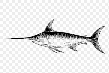 Swordfish png drawing, vintage hand | Free PNG - rawpixel