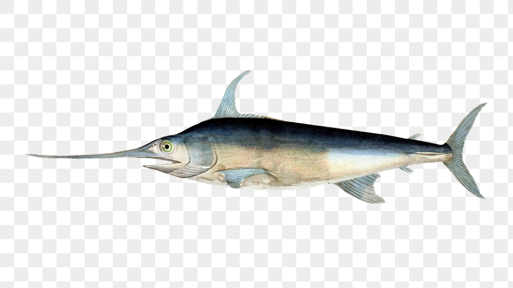 Swordfish png sticker, sea life | Free PNG - rawpixel