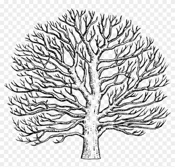 Sycamore Tree Drawing - Easy To Draw Sycamore Tree