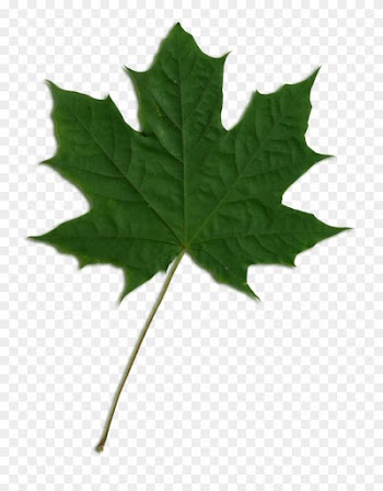 Sycamore Tree Leaf Png Transparent Sycamore Tree Leaf - Green Maple Leaf Png