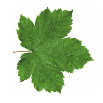 Sycamore Tree Leaf PNG Transparent Sycamore Tree Leaf.PNG Images ...