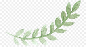Sydney Brunch Pancake Watercolor painting - Green leaves 