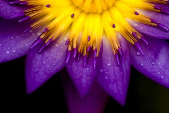symmetrical lotus for conceptual photo