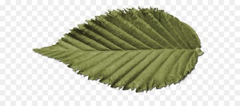Symmetry Nature - leaf swag 