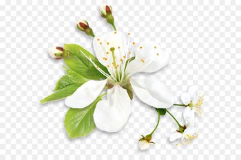 Sympathy Family Condolences Friendship Love - White Spring Tree Flower PNG Clipart 