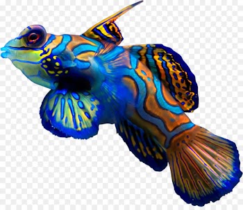 Synchiropus splendidus Fish Ocellated dragonet Reef aquarium - coral 