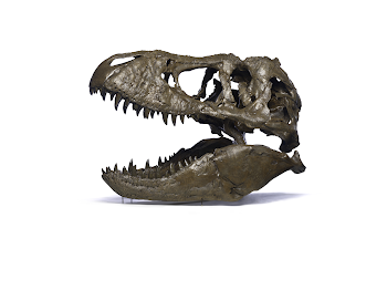 T. rex Skull on White | Smithsonian Institution
