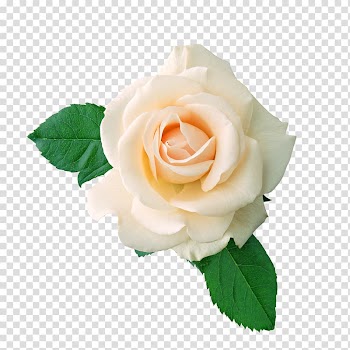 T-shirt Centifolia roses Flower bouquet , White Rose transparent background PNG clipart
