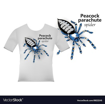 T shirt designs spider vector image