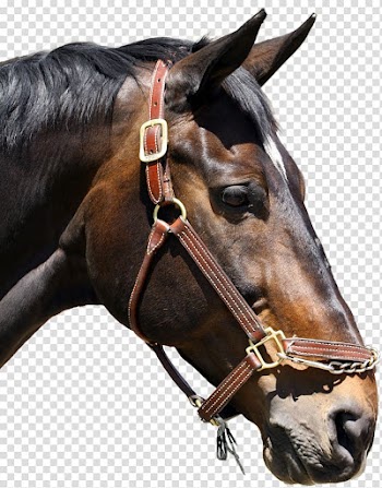 T-shirt Horse Children's clothing Boy, MA Creative,Horsehead transparent background PNG clipart