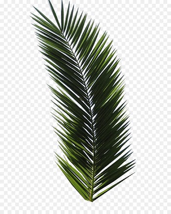 T-shirt Tropical Design Graphic design Logo - palm leaf 