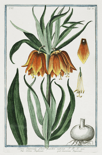 T.VI. Tab.81. Corona Imperialis flore | Free Photo - rawpixel