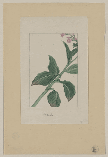 Tabako. Original from the Library | Free Photo - rawpixel