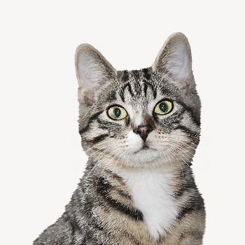 Tabby cat collage element psd | Free PSD - rawpixel