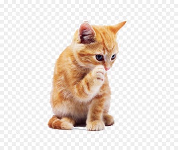Tabby cat Dog Puppy Pet - Yellow cat 