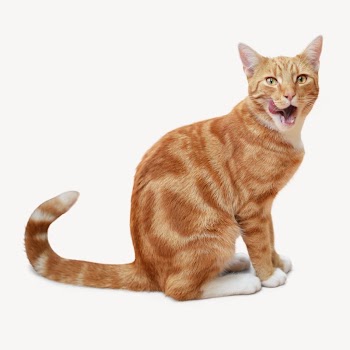 Tabby cat isolated on off white | Free Photo - rawpixel