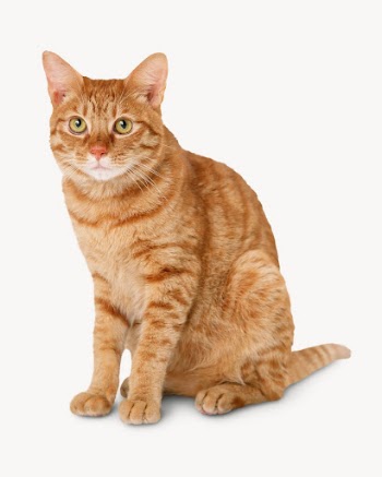 Tabby cat isolated on white, | Free Photo - rawpixel