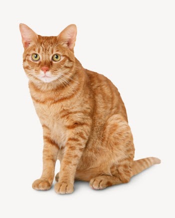 Tabby cat isolated on white, | Free PSD - rawpixel