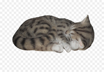 Tabby cat Kitten Art All Pets Considered - sleep png download ...