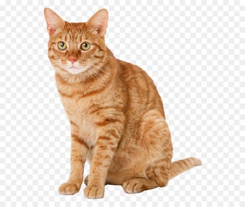 Tabby cat Kitten Dog Domestic short-haired cat - Yellow cat 